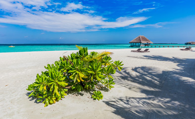 Maldivian beach and blue ocean.