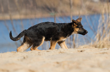 active puppy german shepherd