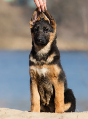 active puppy german shepherd