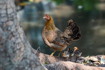 the chicken family in the morning