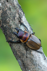 stag beetle - Odontolabis brookeana