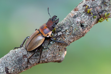 stag beetle - Odontolabis brookeana