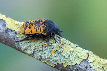 rose chafer - Gymnetis marmorea
