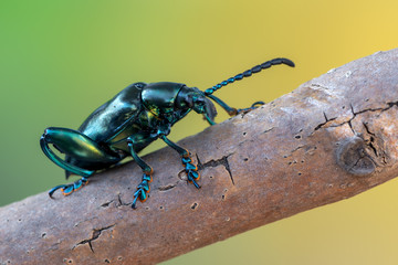  frog-legged beetle - Sagra sp.