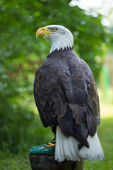 Bald Eagle Haliaeetus leucocephalus on a green background in human care.