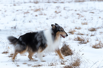 Collie in winter portrait