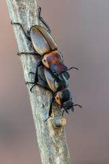 stag beetle - Odontolabis brookeana
