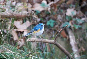 Obraz premium ルリビタキ