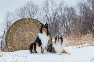 Collies portrait with hay bale