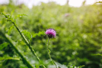 Purple flower growing in the field. Green grass in the nature