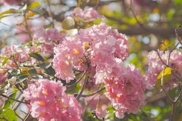 Fototapeta na wymiar Beautiful Pink Trumpet Tree or Tabebuia Rosea blossom blooming on branch with nature blurred background, Chompu Pantip Road, Kasetsart University, Kamphaeng Saen Campus, Nakhon Pathom, Thailand.