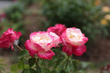 Im Rosenbeet