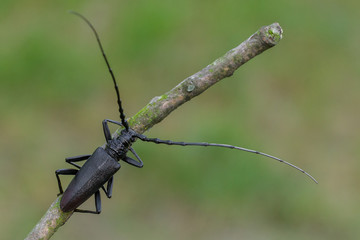Longhorn beetle Cerambyx cerdo in Czech Republic