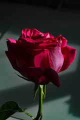Red scarlet spring rose