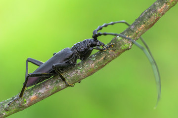 Longhorn beetle Cerambyx cerdo in Czech Republic