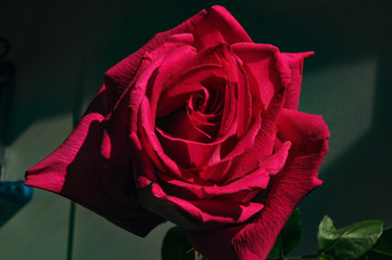 Red scarlet spring rose