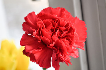 red scarlet spring carnation flower