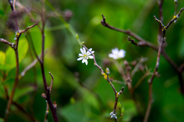 White flower on a green field.