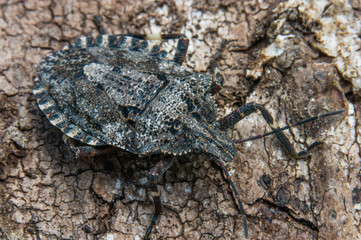 Rough Stink Bug (Brochymena quadripustula)