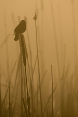 Morning Song - A red-winged blackbird sits and sings on a catail in a  marsh on a foggy morning. Finley National Wildlife Refuge, Willamette Valley, Oregon. Soft focus for background use.