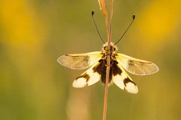 Beautiful Owlfly Libelloides macaronius in Czech Republic