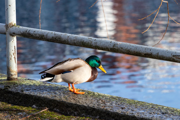 Male duck standingon river bank