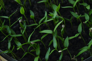 seedlings of pepper. fresh organic homemade seedlings on the window sill. 