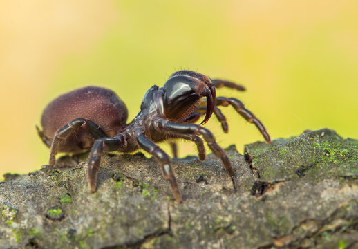 Brown spider Atypus muralis in Czech Republic