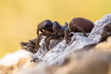 Brown spider Atypus muralis in Czech Republic