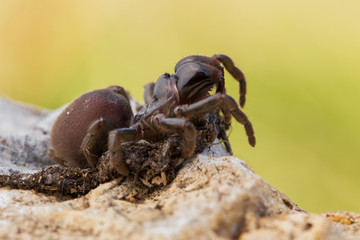 Brown spider Atypus muralis in Czech Republic