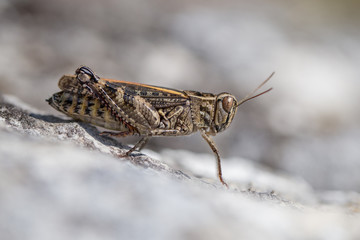The Italian locust Calliptamus italicus in Czech Republic