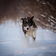 Mixed breed dog in the winter field