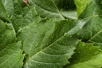 Background of green leafs with water drops