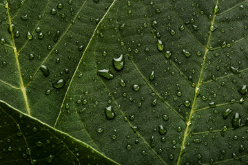 Background of green leafs with water drops