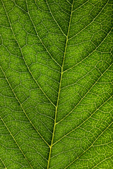 Fototapeta na wymiar Background of green leaf