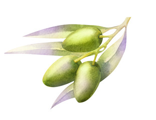 Drawing watercolor black and green olives on a twig with foliage.