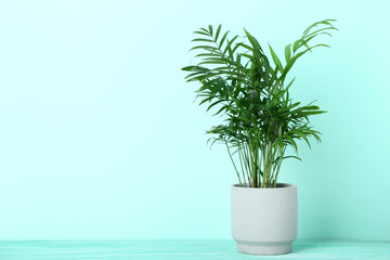 Fototapeta premium Green plant in pot on mint background