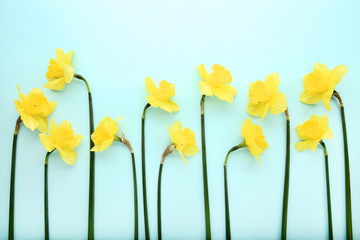 Fototapeta premium Yellow narcissus flowers on blue background