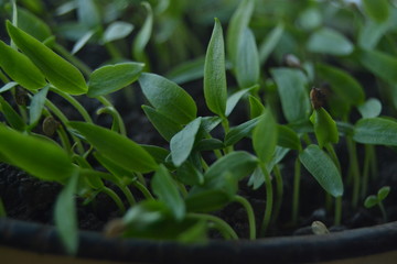 Fototapeta premium seedlings of pepper. fresh organic homemade seedlings on the window sill. 
