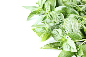 Obraz premium Green basil leafs on white background