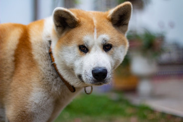 Beautiful akita dog standing in garden outdoors