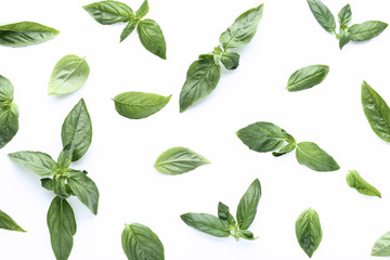 Green basil leafs on white background
