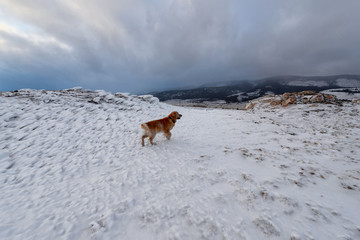 red dog in the snow on a background of clouds