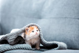 Cute kitten with scarf sitting on grey sofa