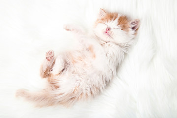 Cute kitten lying on white carpet
