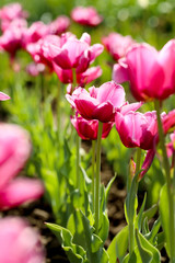 Fresh pink tulip flowers in the garden