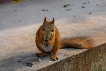 squirrel chews sunflower seeds