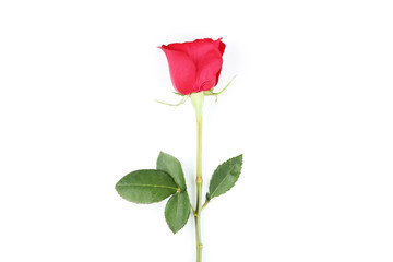 Red rose isolated on white background
