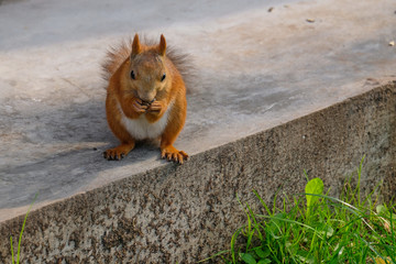 squirrel chews sunflower seeds