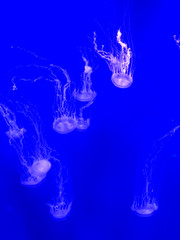 a many pink jellyfish under water shoot  , blue background 
